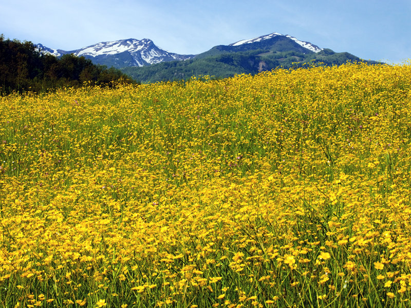 Meadow in bloom with Val Parma ridge