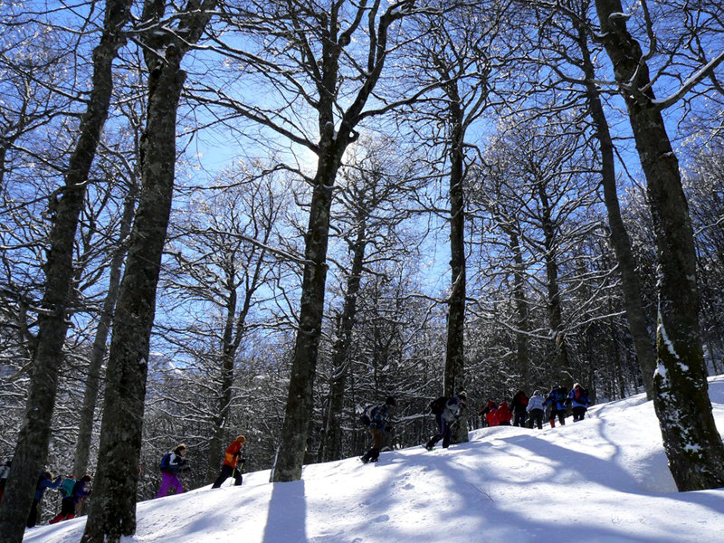 Val Parma Forest in winter