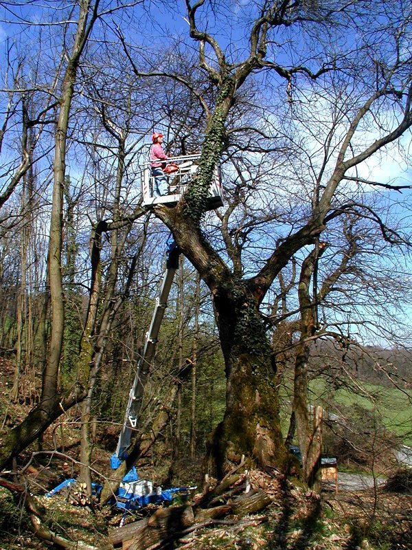 Restoration of the ancient chestnut wood