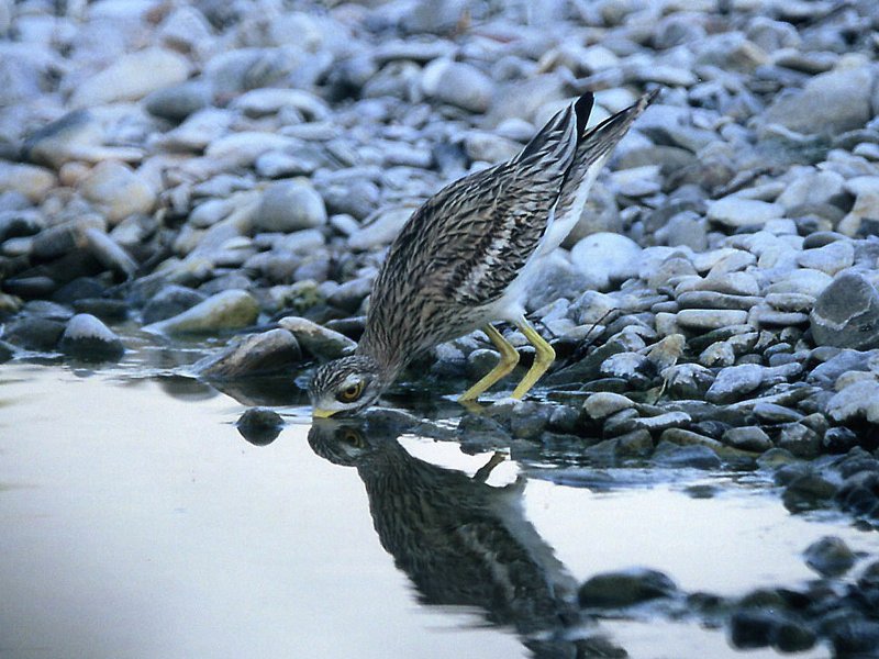 Stone curlew drinking in the Trebbia