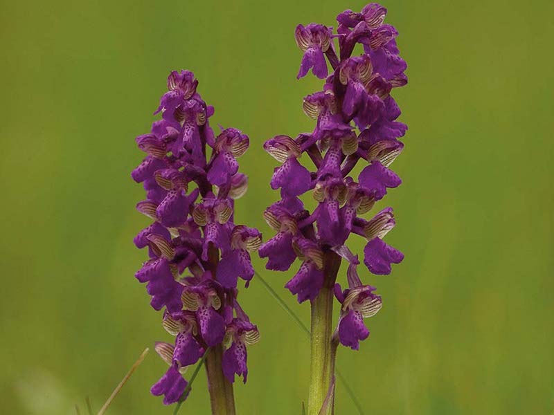 Orchidea pagliaccio