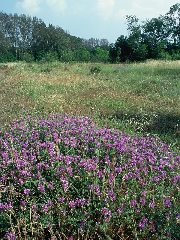 Dry grasslands with Astragalus