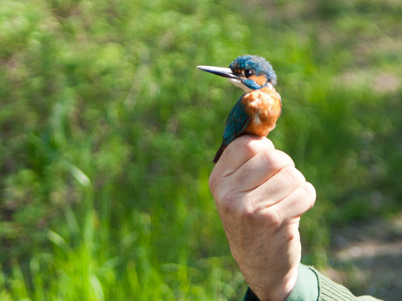Bird ringing in Chiesuole