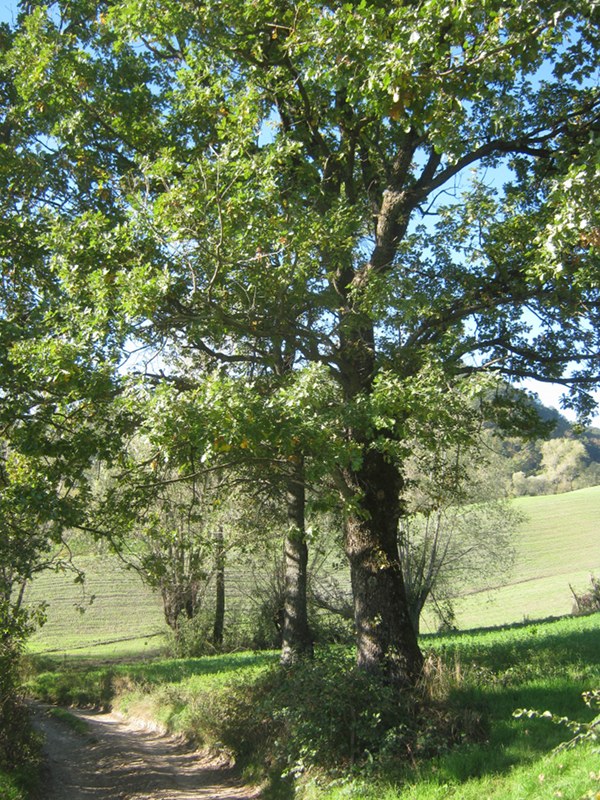 Downy oak