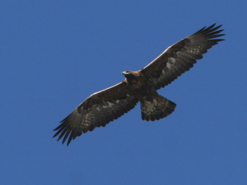 Male golden eagle