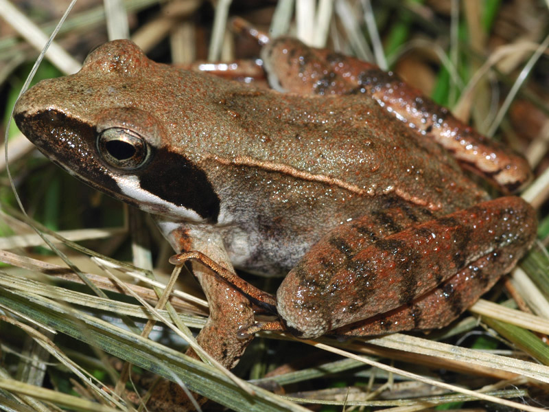 Lataste's frog