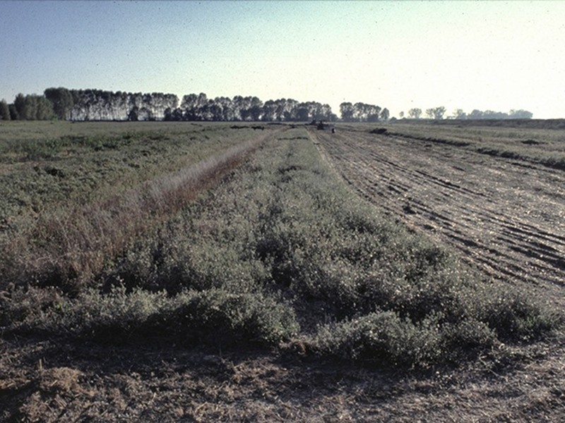 The area before the building of the Oasis