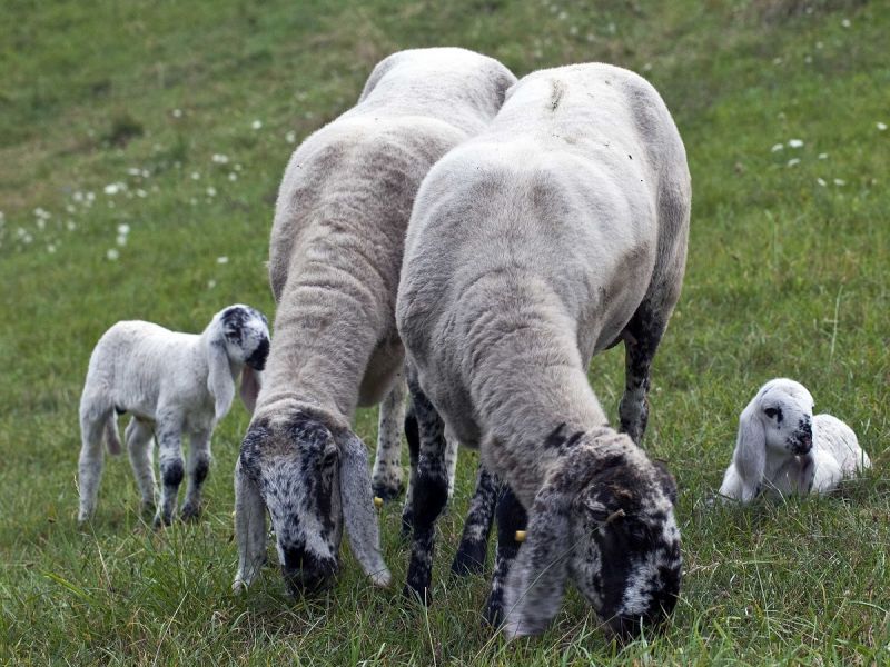 Corniglia sheep grazing