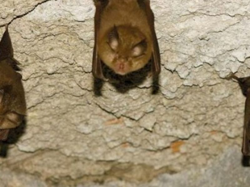 Lesser horseshoe bat - Photo by Guido Sardella 