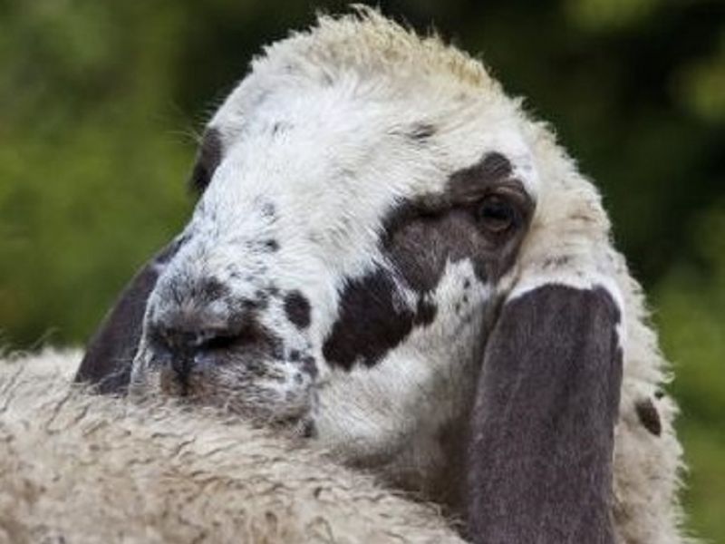 Corniglia sheep