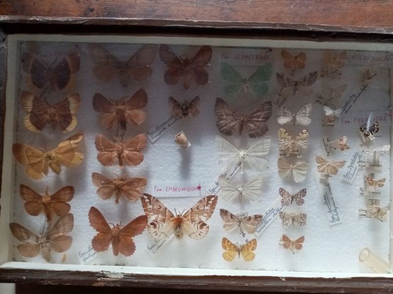 Raccolta di farfalle