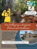 Tra Pellegrini e Briganti: il bosco nel Medioevo