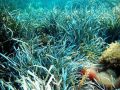 Il polmone blu: alla scoperta della Posidonia oceanica