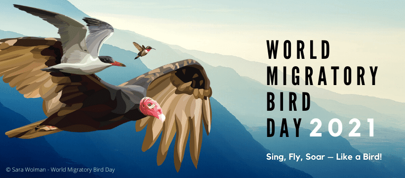 World migratory bird day