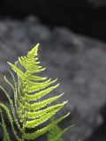 Le piante più antiche