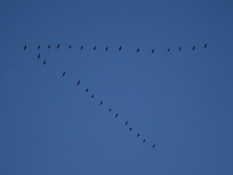 Cormorant flying over the Trebbia