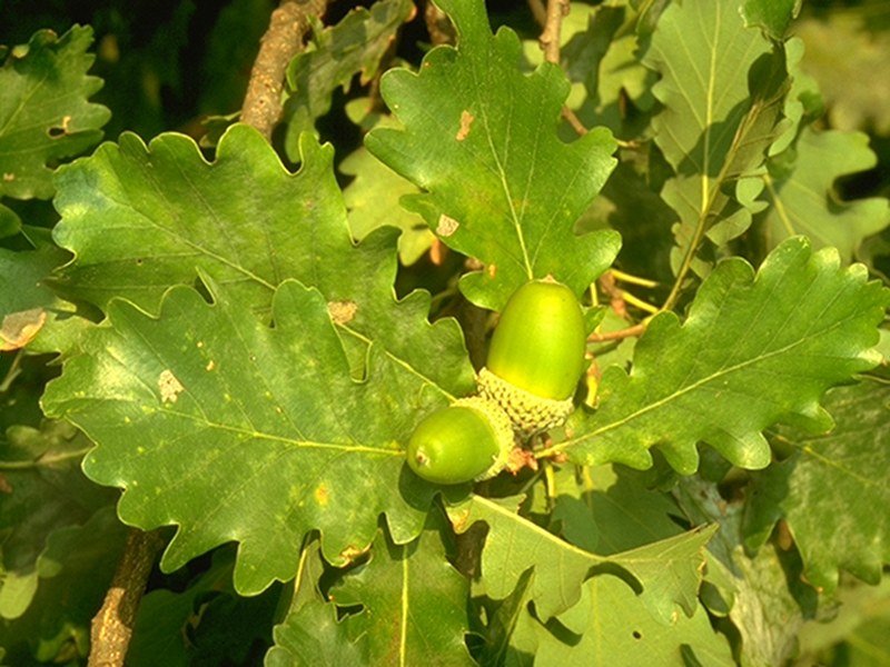 Oak's leaves and fruits