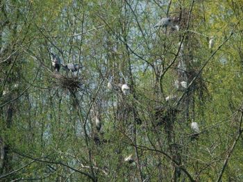 Herons\' nesting place