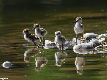 Young black-winged stilts