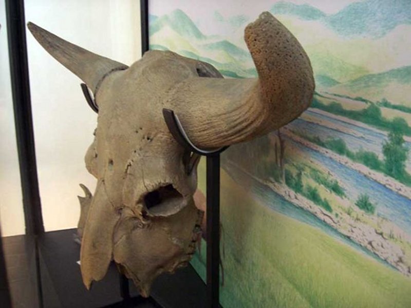 Fossil skull of a bison