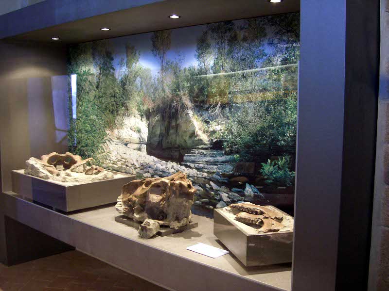 Showcase of the vertebrates from the from the Quaternary period found the Arda stream in the former Riserva del Piacenziano