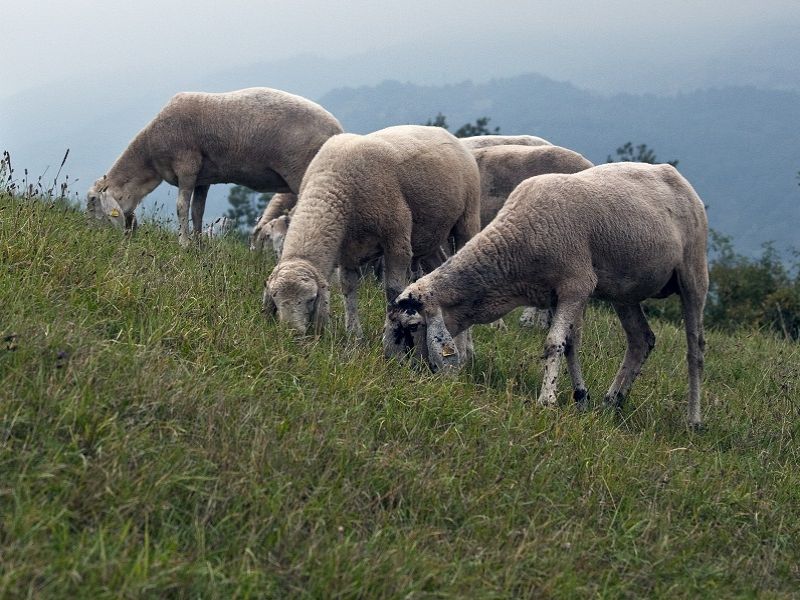 Corniglia sheep grazing at the Cento Laghi Park